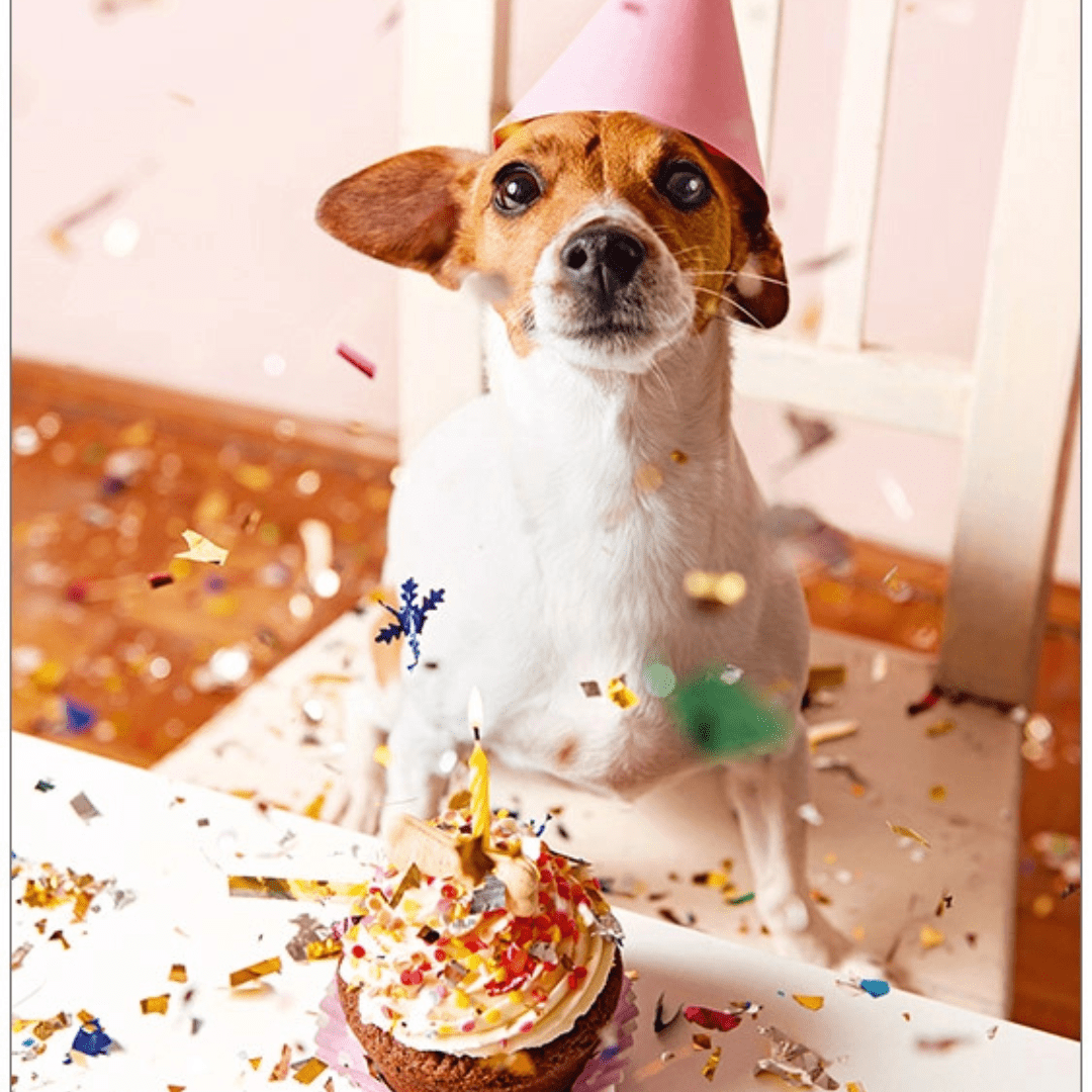 Hund mit Partyhut und Muffin